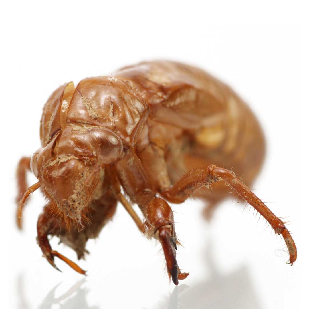 cicada shell animal products in tcm herbs for tsw