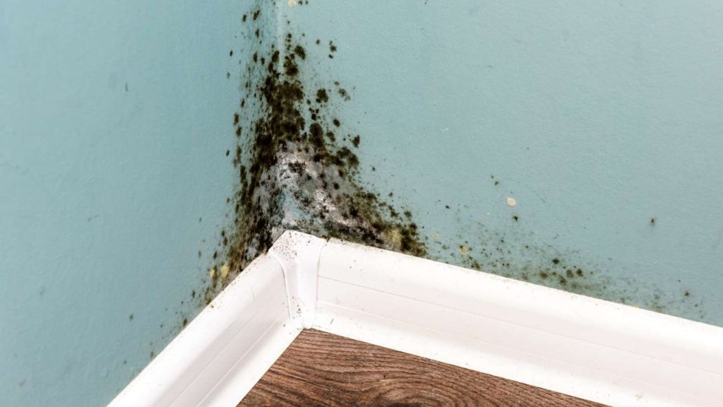 mould skin rash