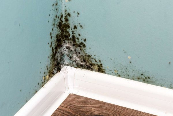 mould skin rash