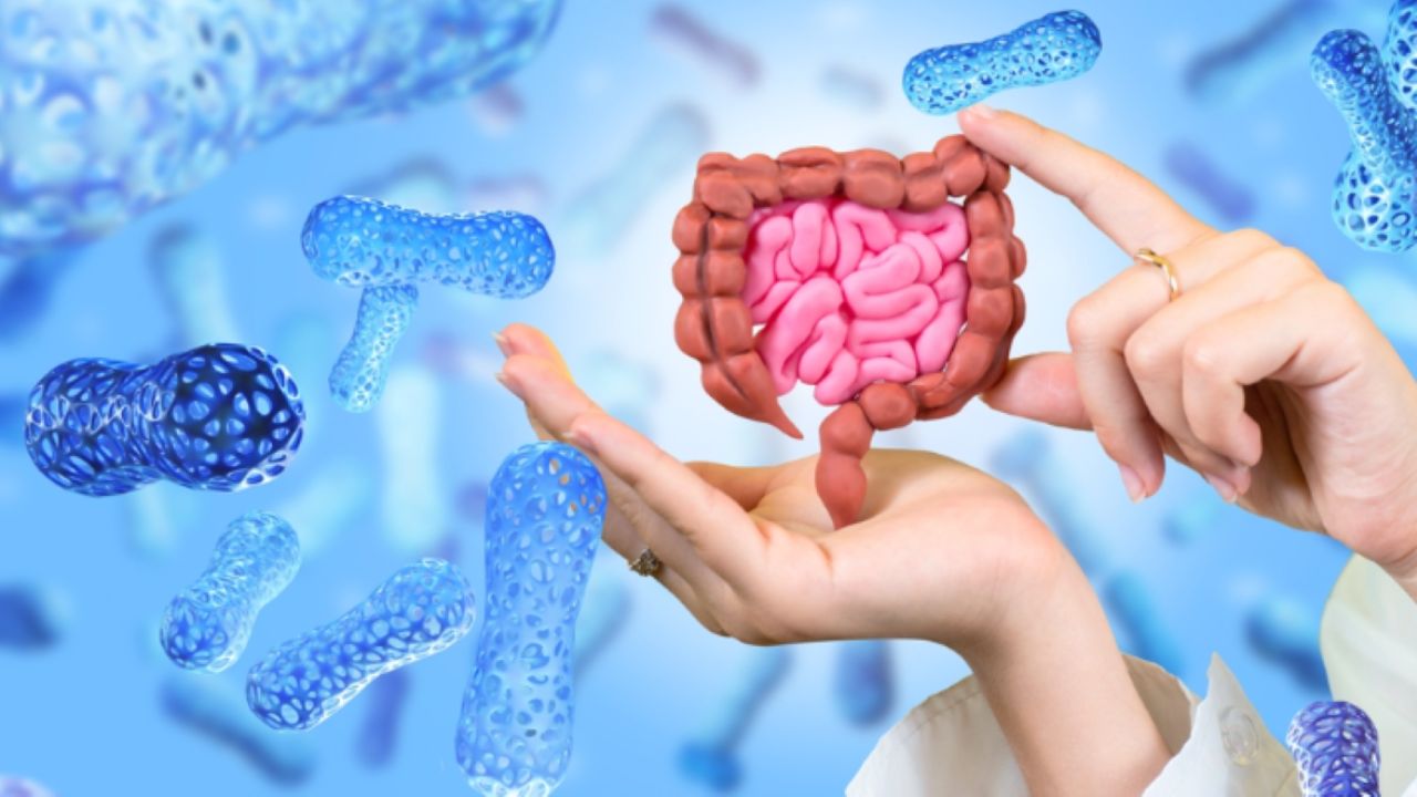 lactobacillus probiotics